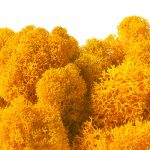 Fall Yellow